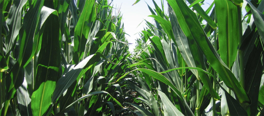 deep corn field